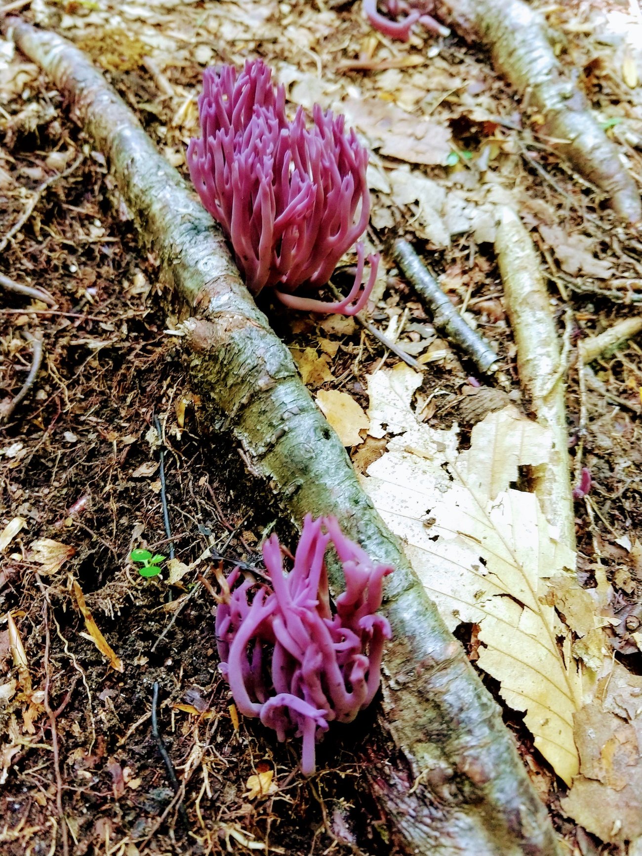 Maine Mushroom Peaks Kinney State Park