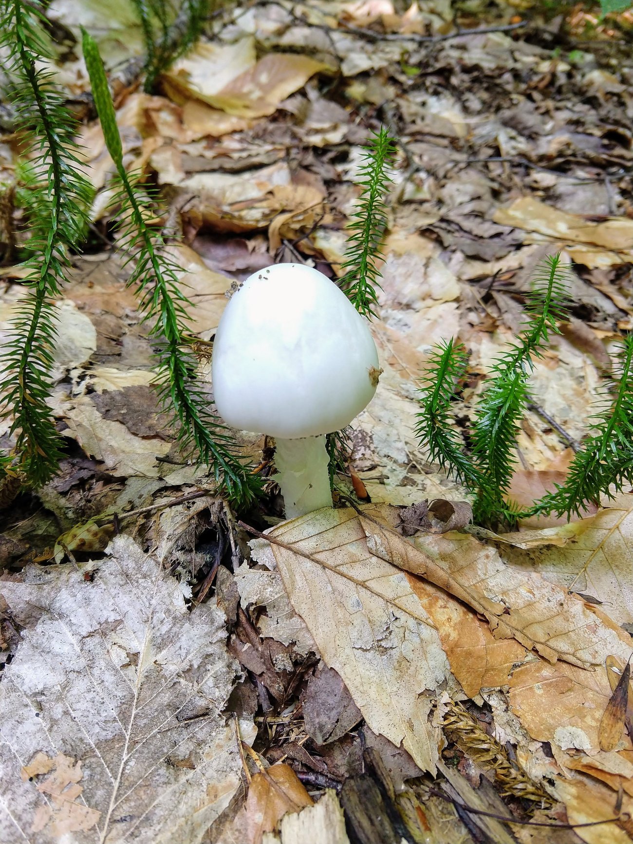 Maine Mushroom Peaks Kinney State Park