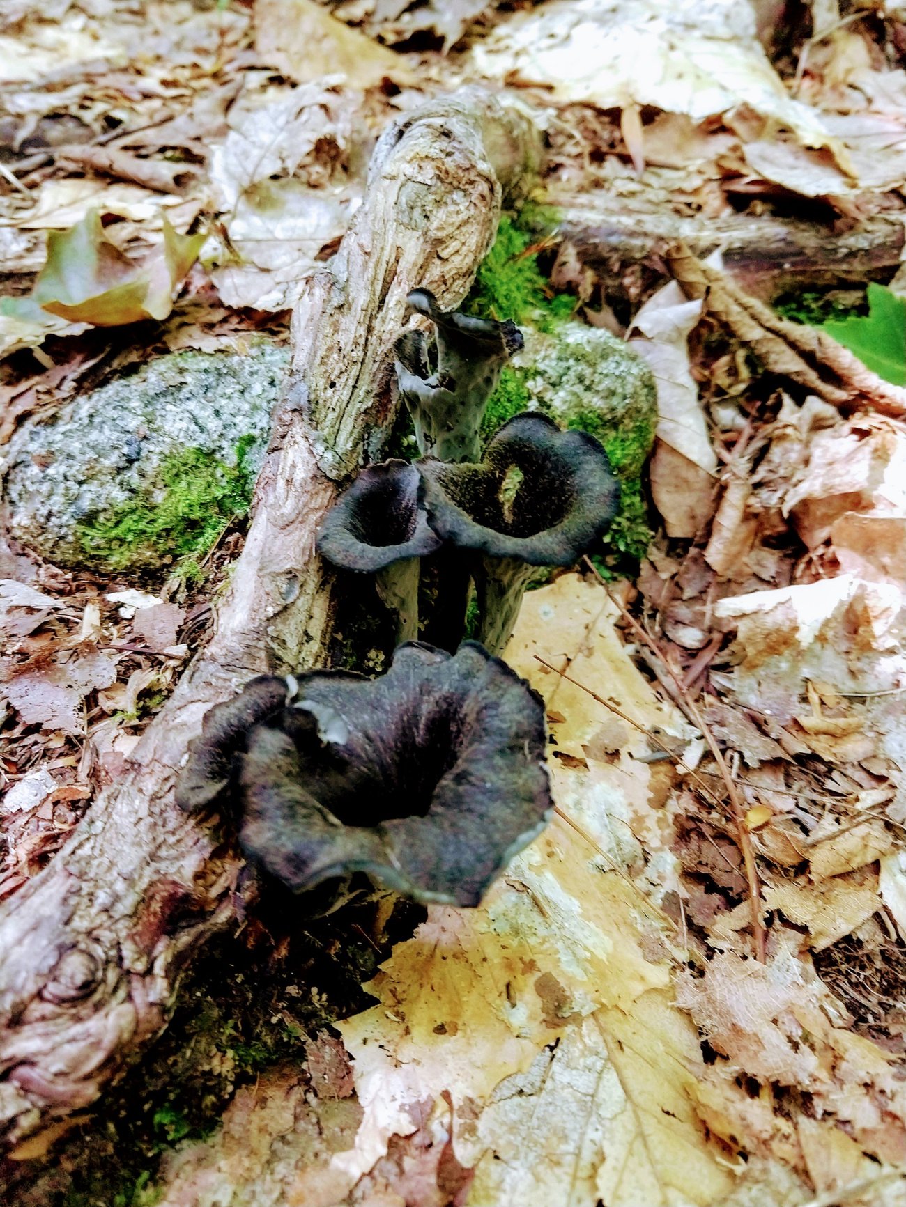 Maine Mushroom Peaks Kinney State Park