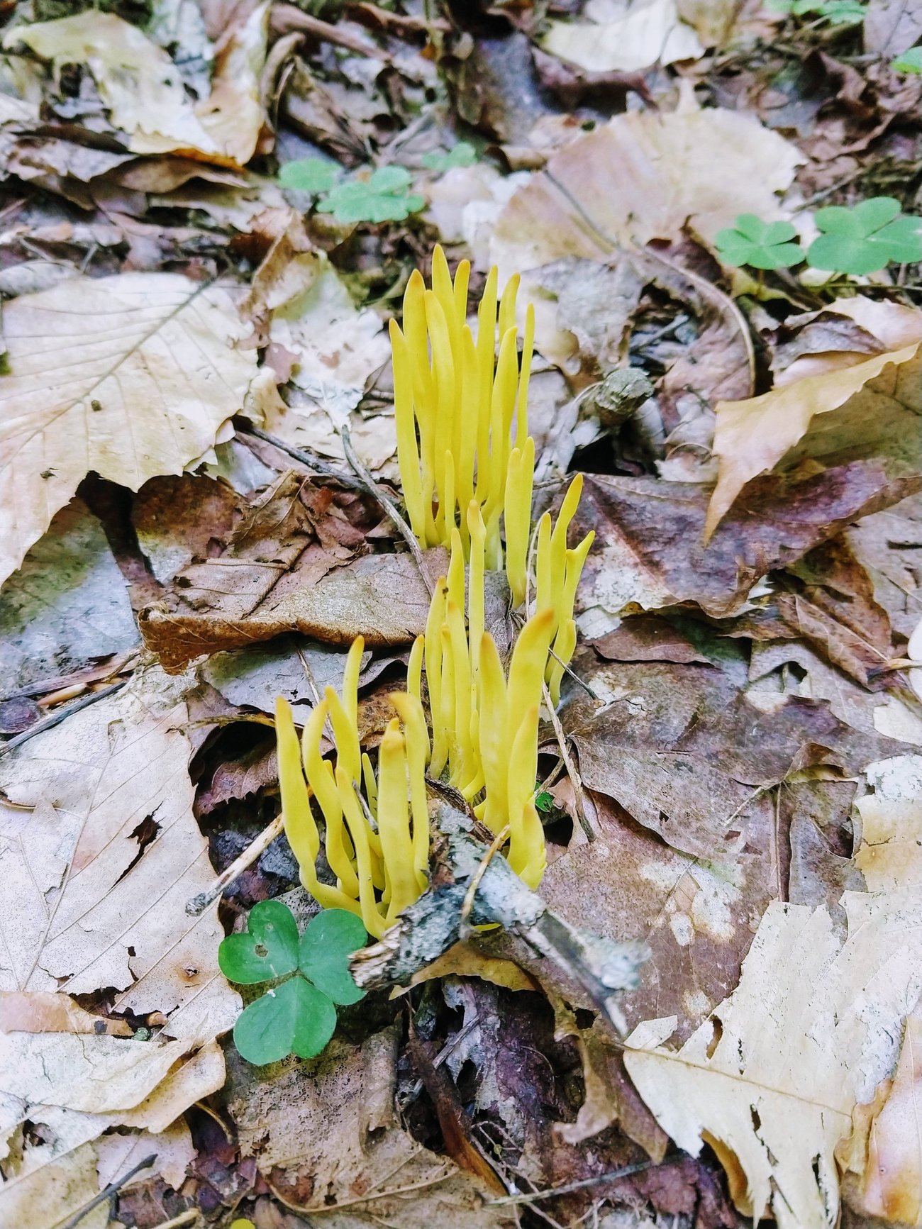 Maine Mushroom Peaks Kinney State Park