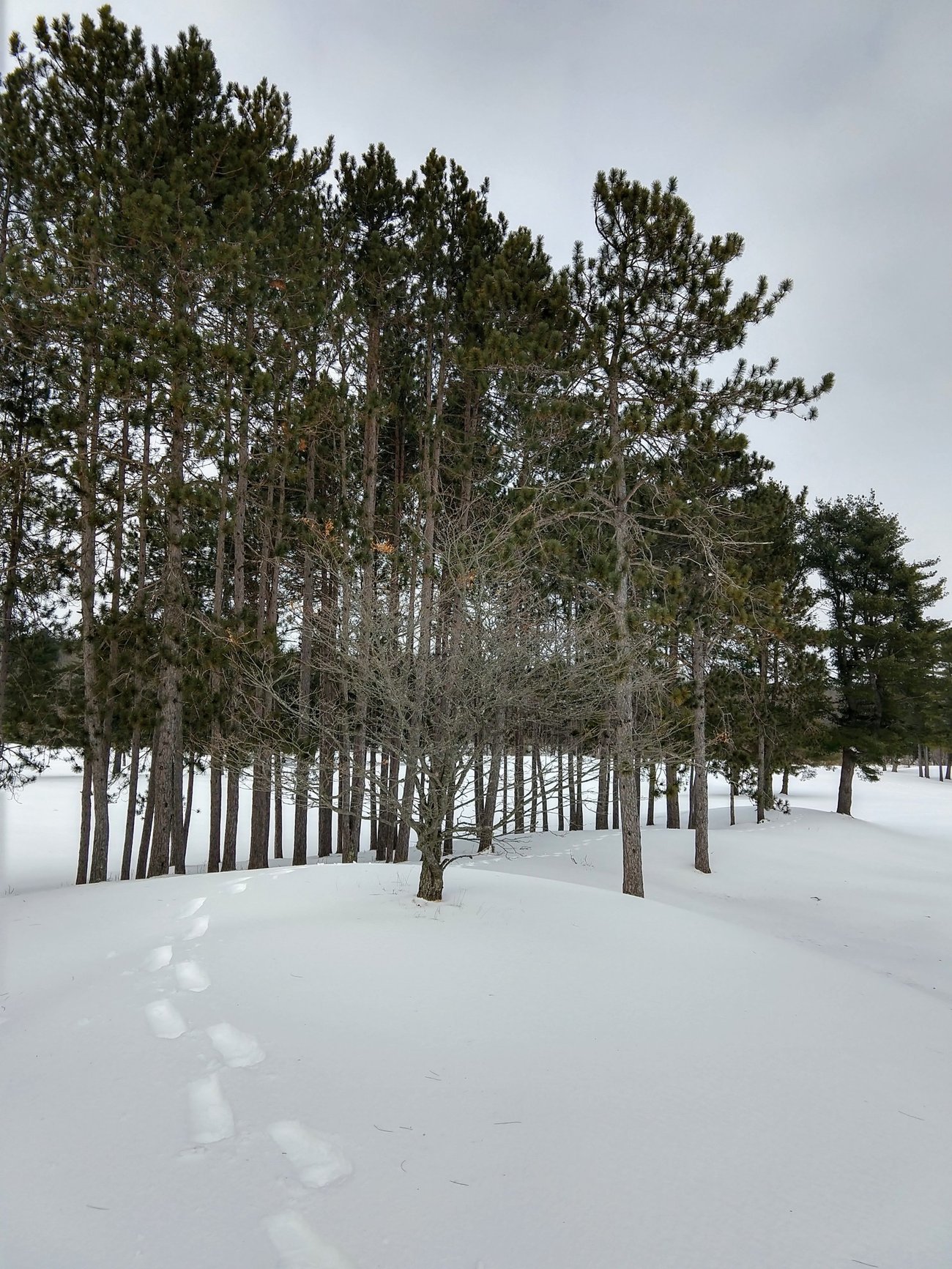 Snow Shoeing Tracks