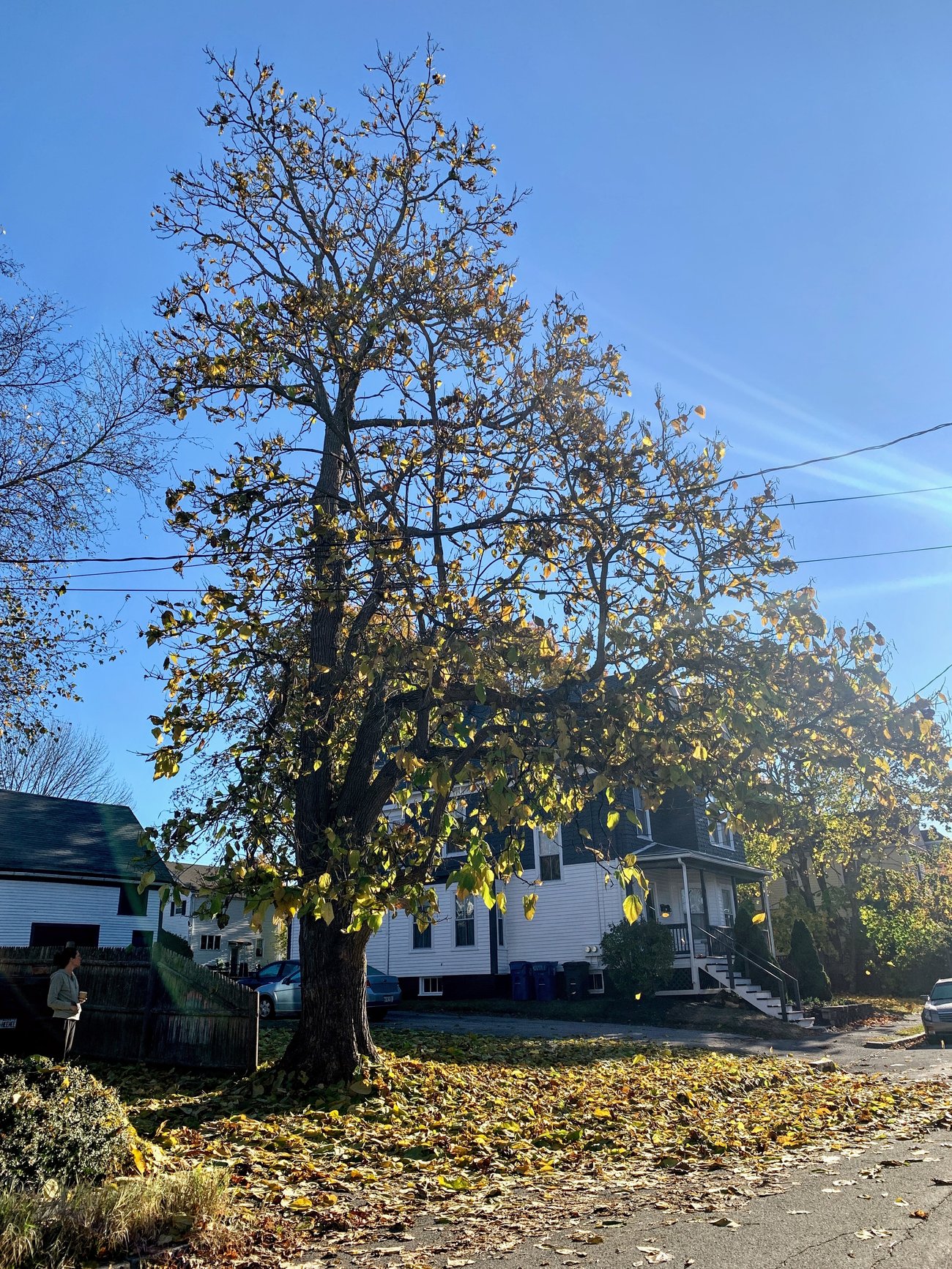 Northern Catalpa