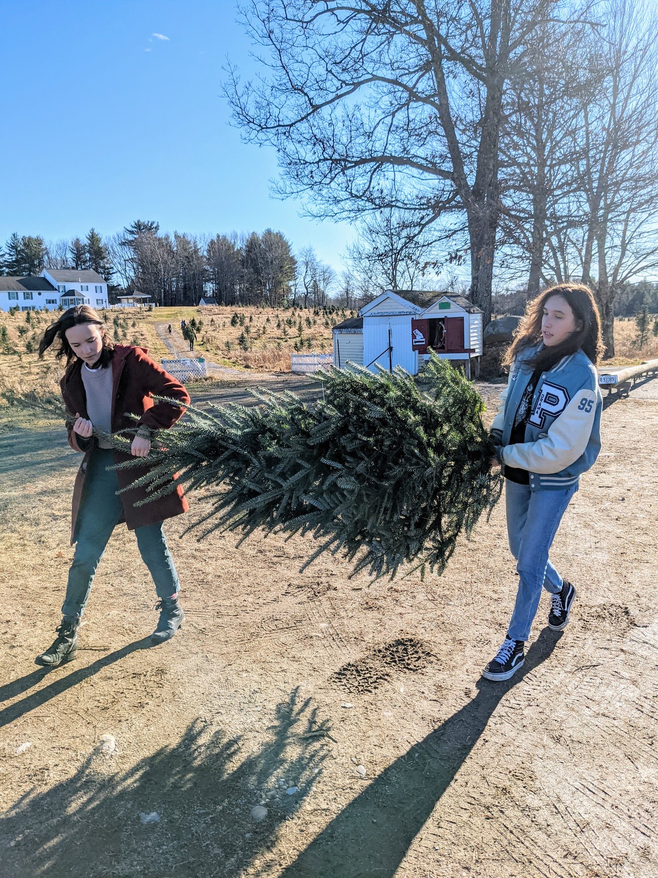 Not-quite Charlie Brown tree Not-quite Charlie Brown tree