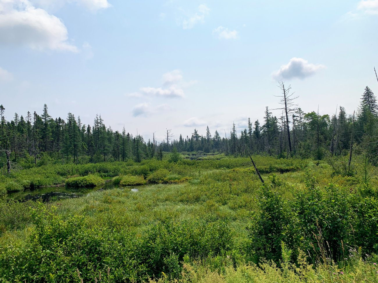 Moose Country Moose Country