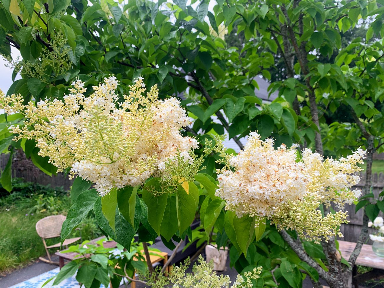 Japanese Lilac