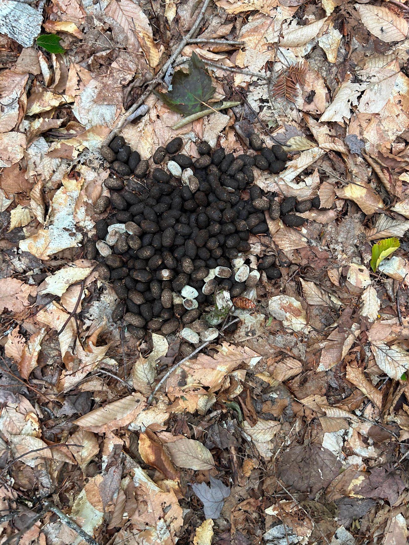 Moose Poop